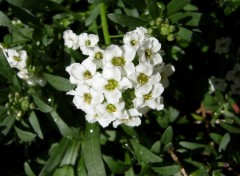 Wallpapers Nature Petites fleurs blanches