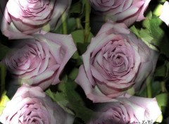 Fonds d'cran Nature Roses