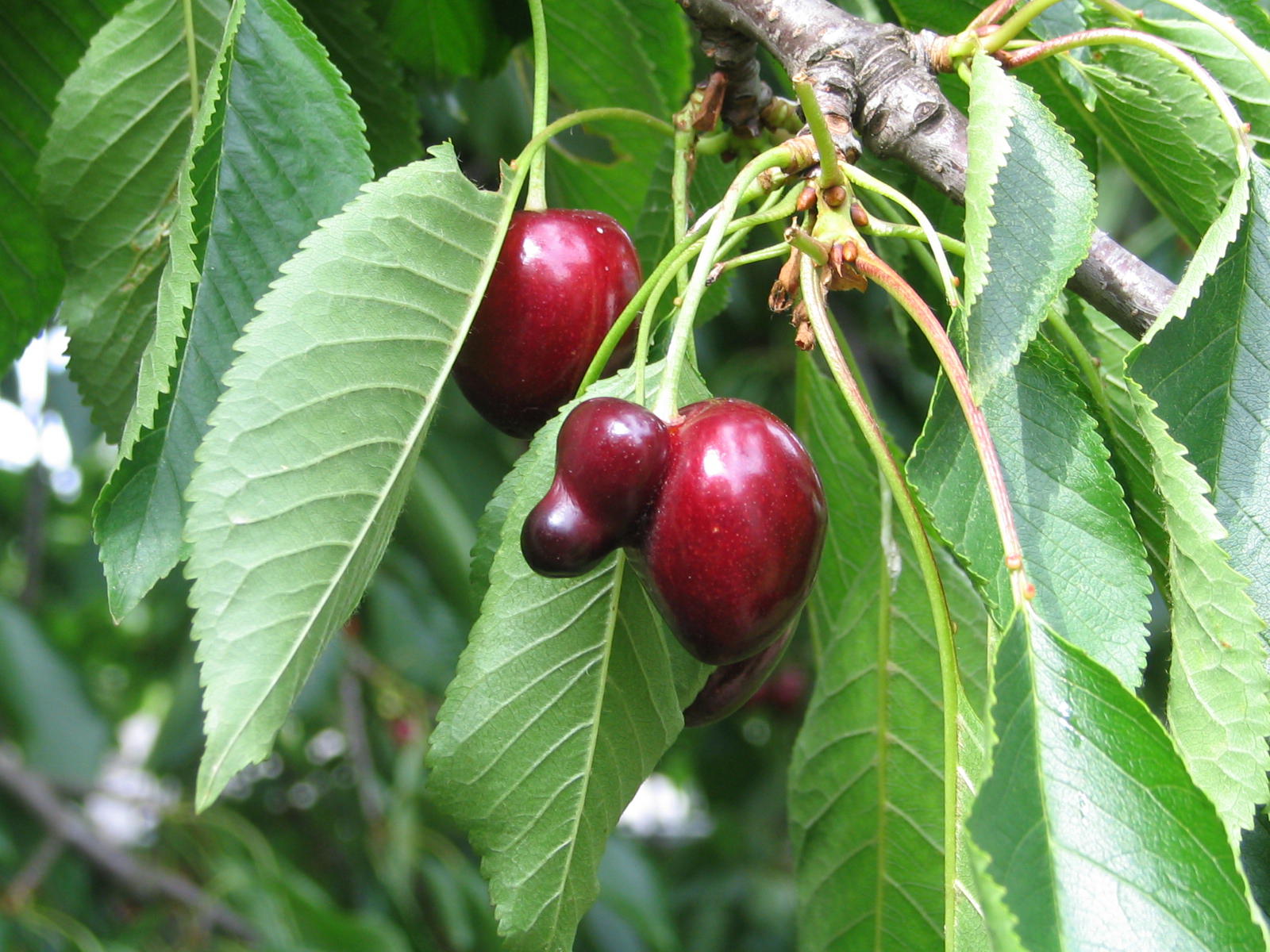 Wallpapers Nature Fruits 