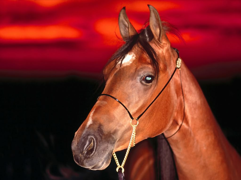 Fonds d'cran Animaux Chevaux tro bo