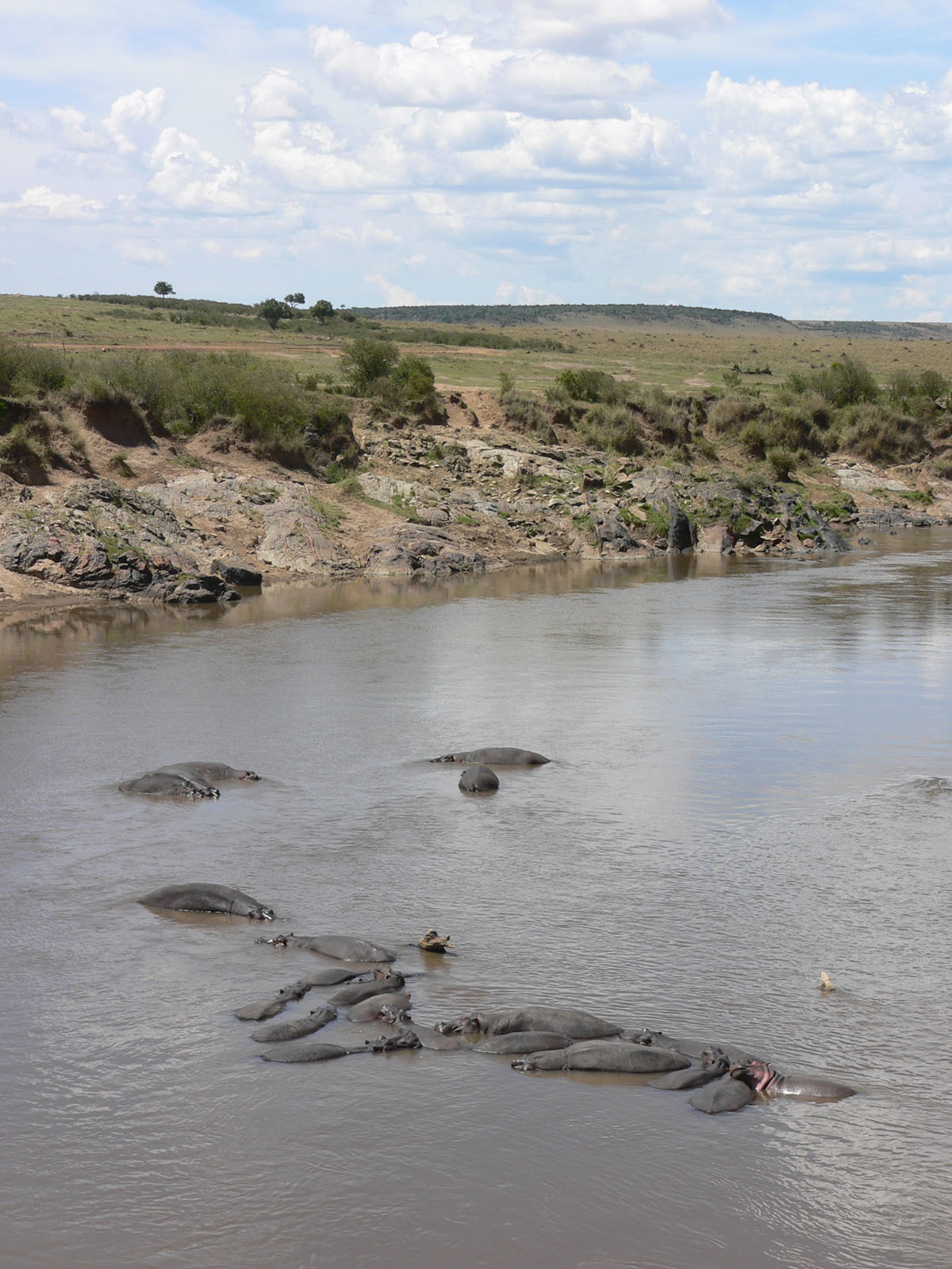 Fonds d'cran Animaux Hippopotames tous ensemble pour le bain