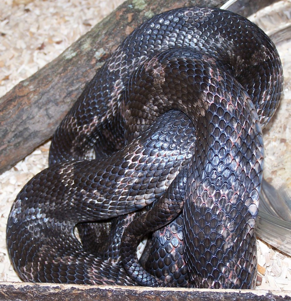 Fonds d'cran Animaux Serpents Couleuvre ratire en plein repas