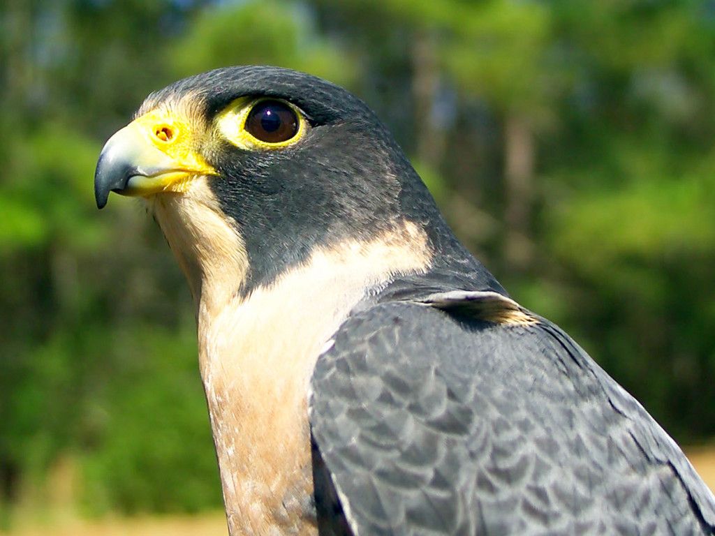 Fonds d'cran Animaux Oiseaux - Rapaces divers Peregrine