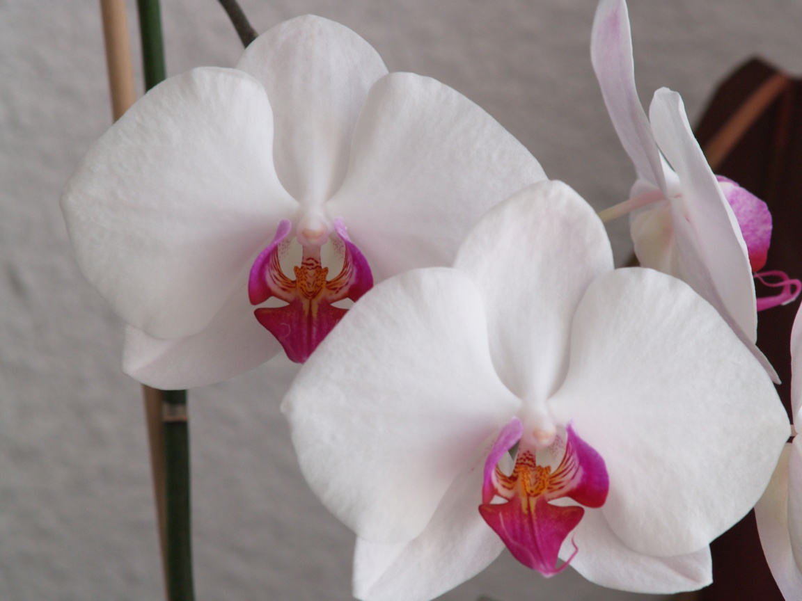 Wallpapers Nature Flowers Orchids