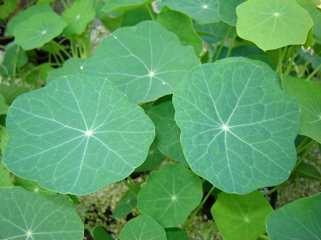 Fonds d'cran Nature Feuilles - Feuillages feuillage de capucines