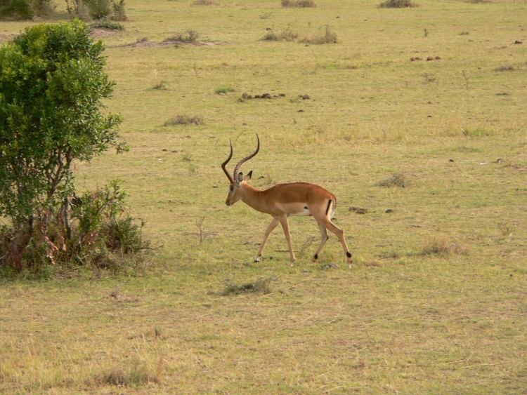 Wallpapers Animals Cervids un impala