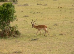 Wallpapers Animals un impala