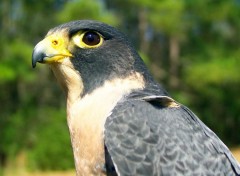 Fonds d'cran Animaux Peregrine