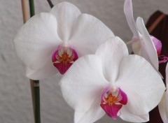 Wallpapers Nature Orchids