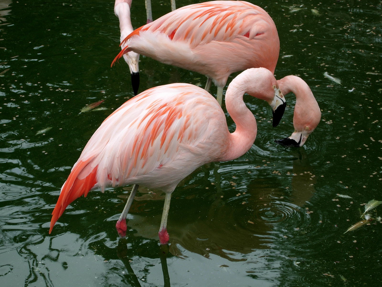 Wallpapers Animals Birds - Flamingos Flamants Roses