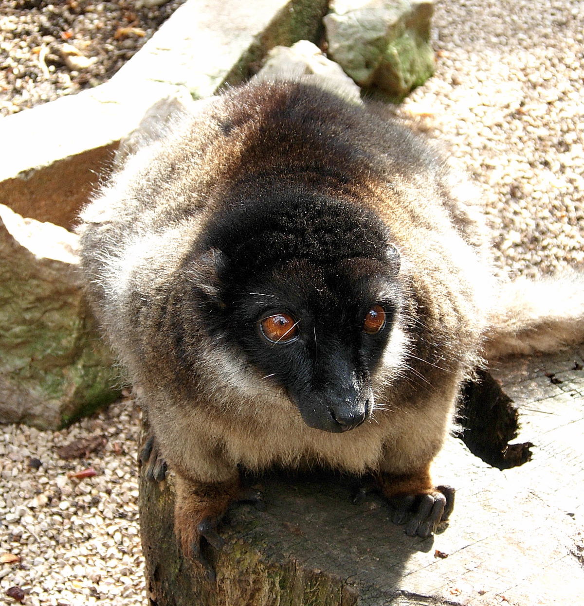 Wallpapers Animals Lemurs Lémurien