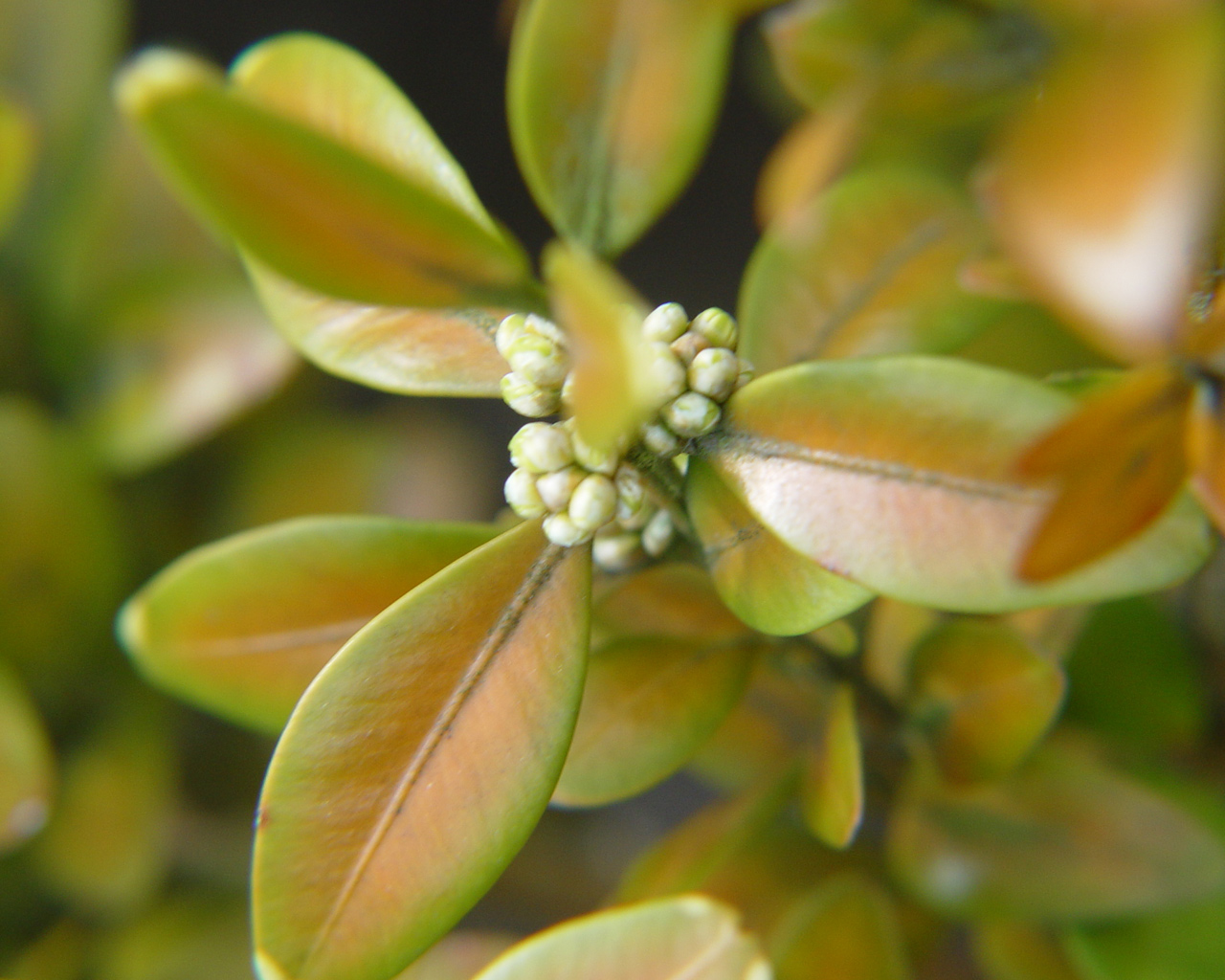 Fonds d'cran Nature Fleurs Le buis