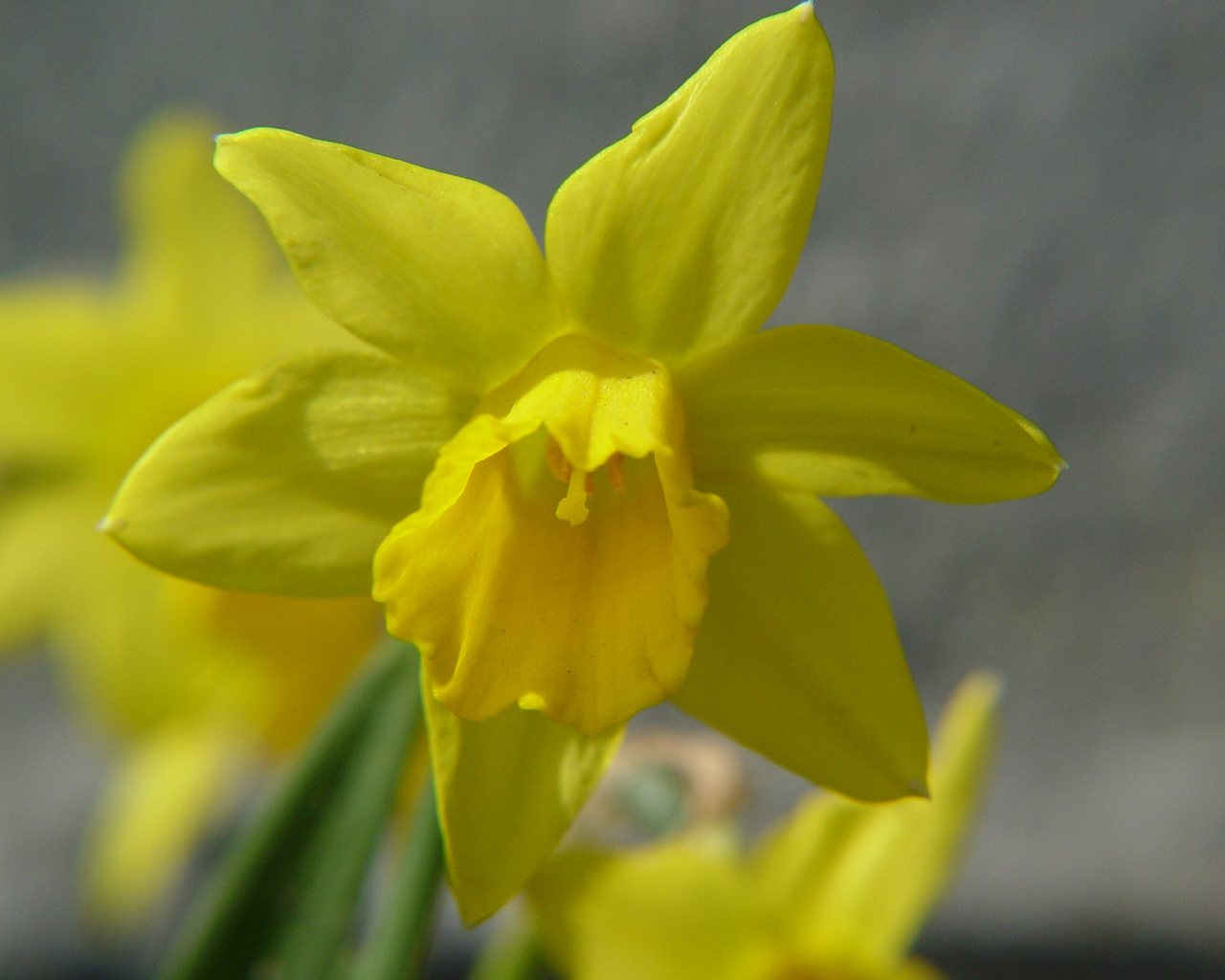 Fonds d'cran Nature Fleurs La jonquille