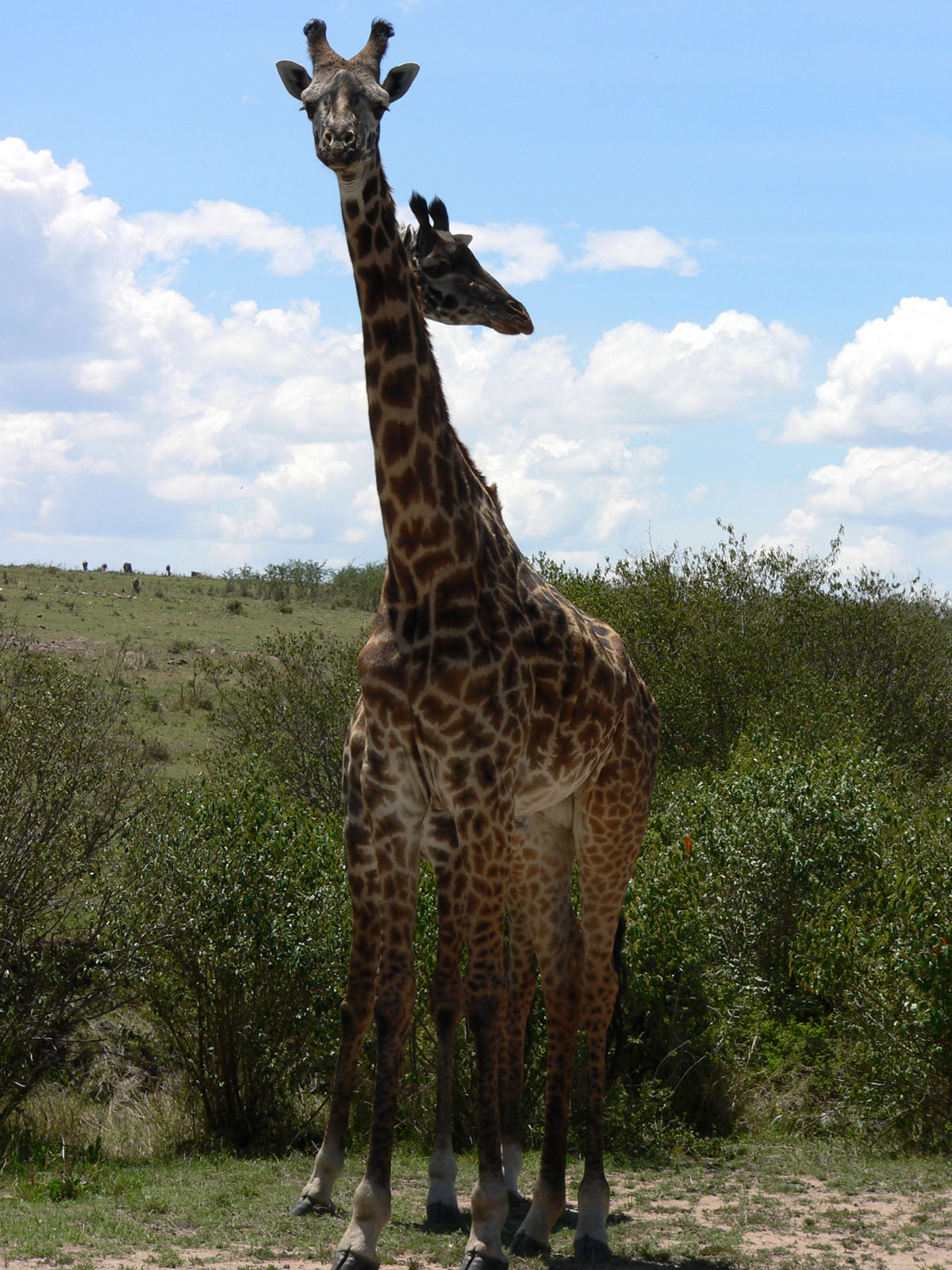 Fonds d'cran Animaux Girafes les siamois