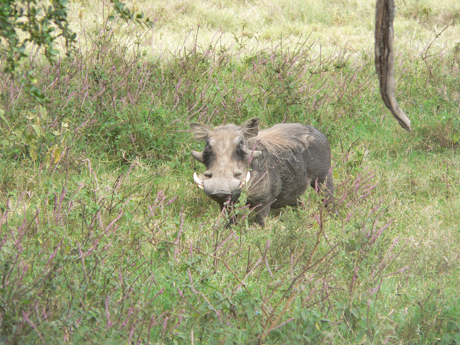 Fonds d'cran Animaux Divers pumba