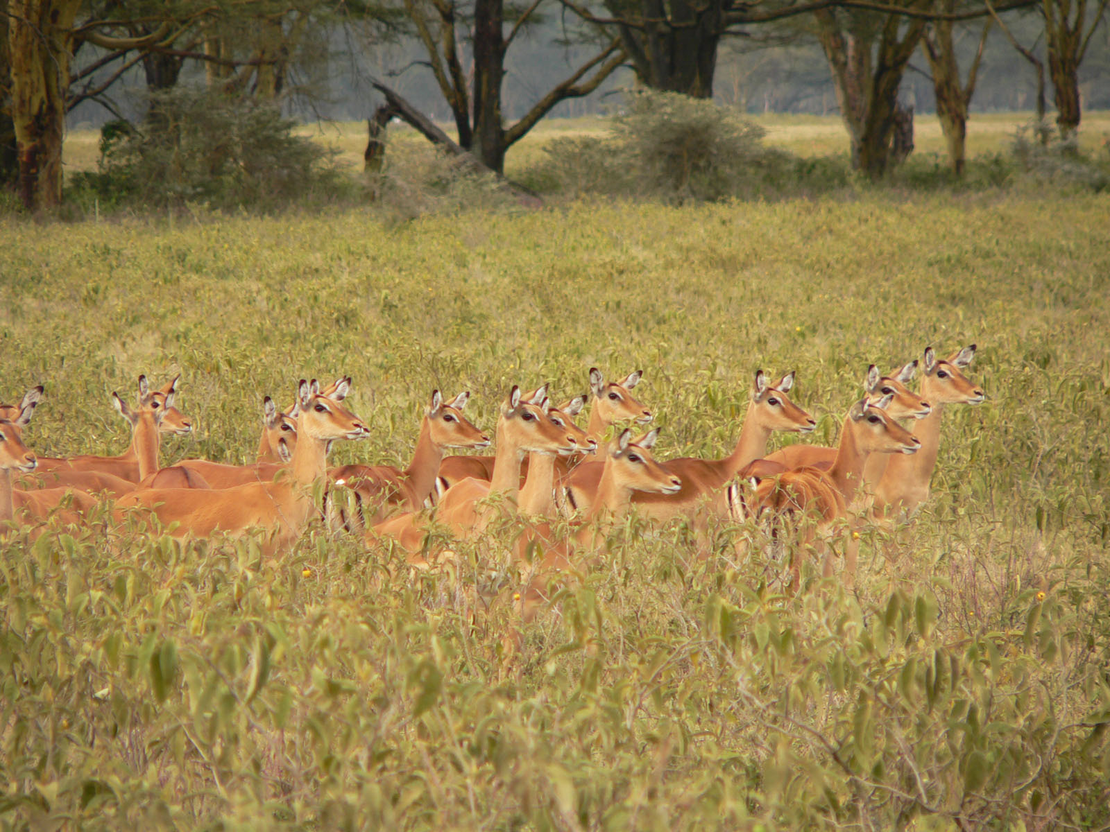 Wallpapers Animals Cervids sur leurs gardes