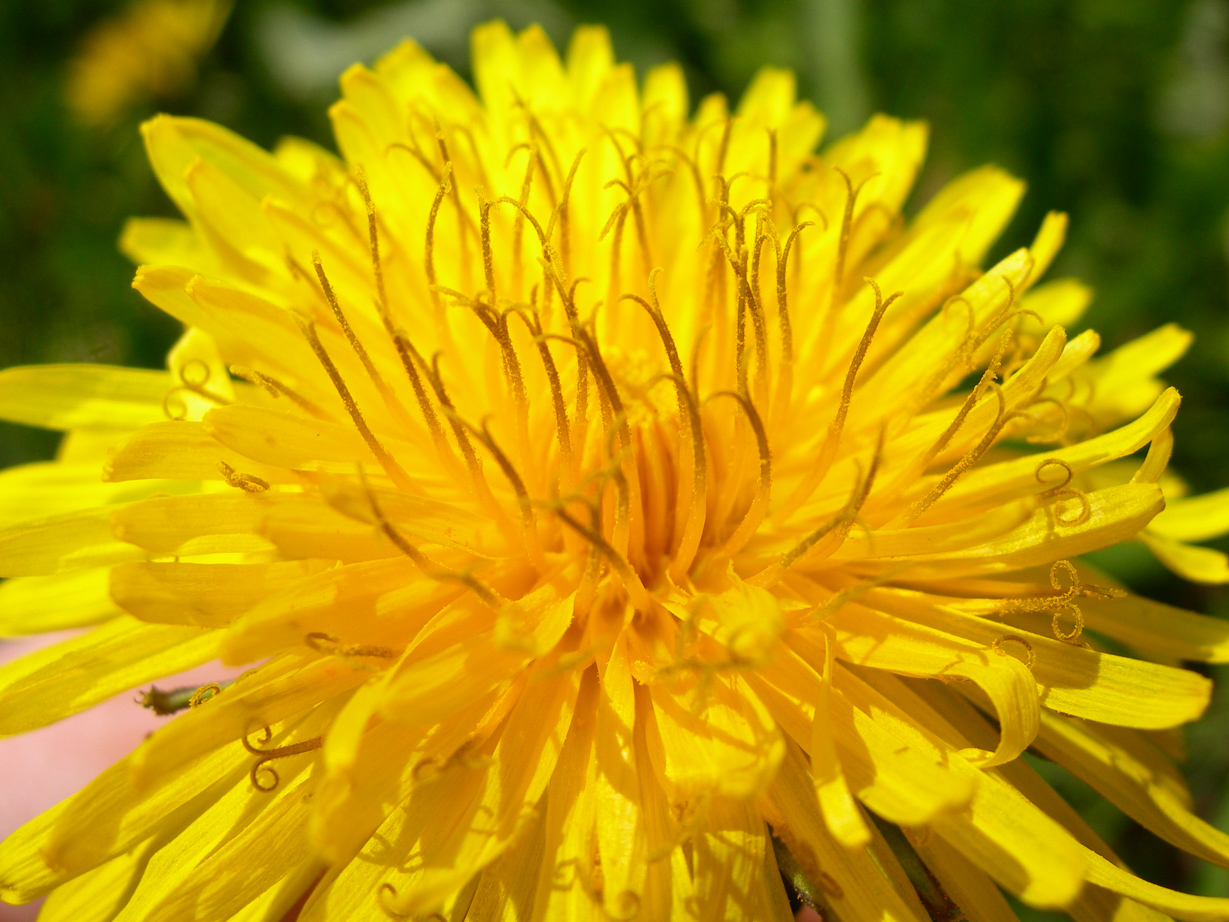 Fonds d'cran Nature Fleurs pissenlit