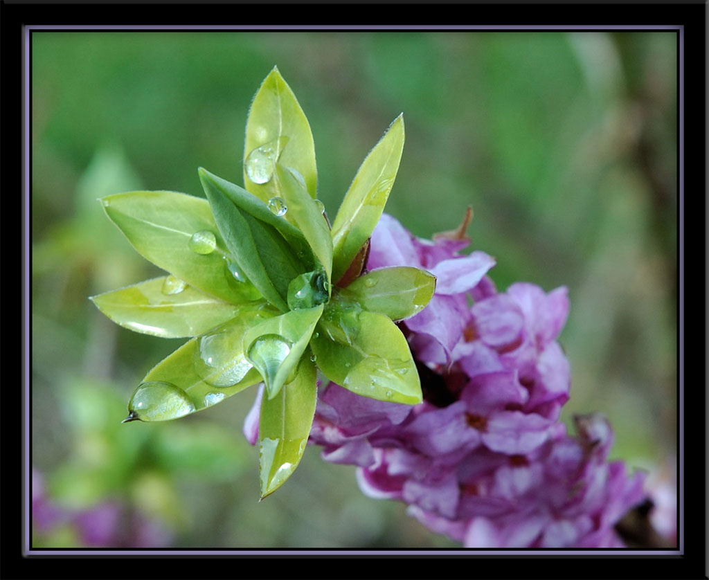 Fonds d'cran Nature Fleurs Bois-joli