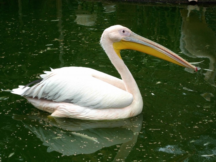 Fonds d'cran Animaux Oiseaux - Canards Plican