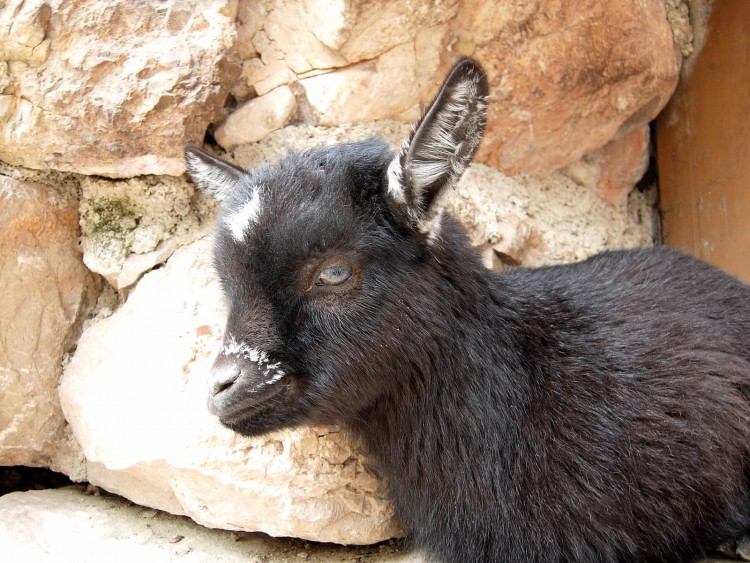 Fonds d'cran Animaux Chvres Chvre naine