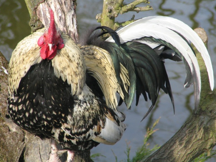 Fonds d'cran Animaux Oiseaux - Coqs et Poules Wallpaper N135095