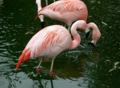 Wallpapers Animals Flamants Roses