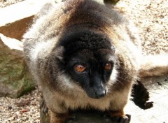 Fonds d'cran Animaux Lmurien