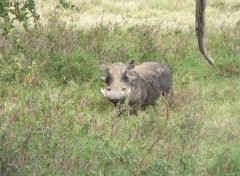 Fonds d'cran Animaux pumba