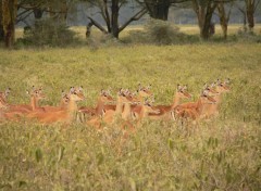 Fonds d'cran Animaux sur leurs gardes