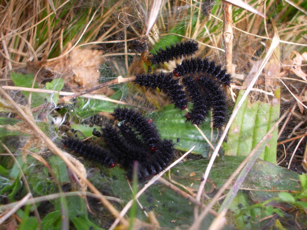 Fonds d'cran Animaux Insectes - Chenilles chenilles