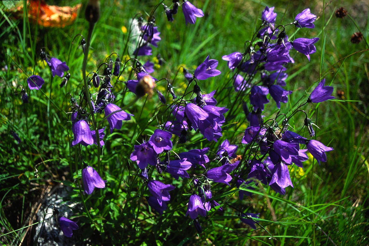 Wallpapers Nature Flowers Flore sauvage