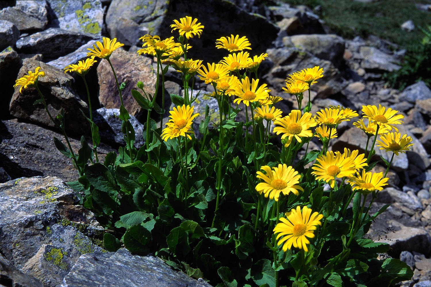 Fonds d'cran Nature Fleurs Flore sauvage