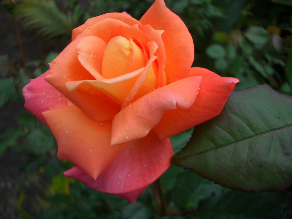 Fonds d'cran Nature Fleurs Rose