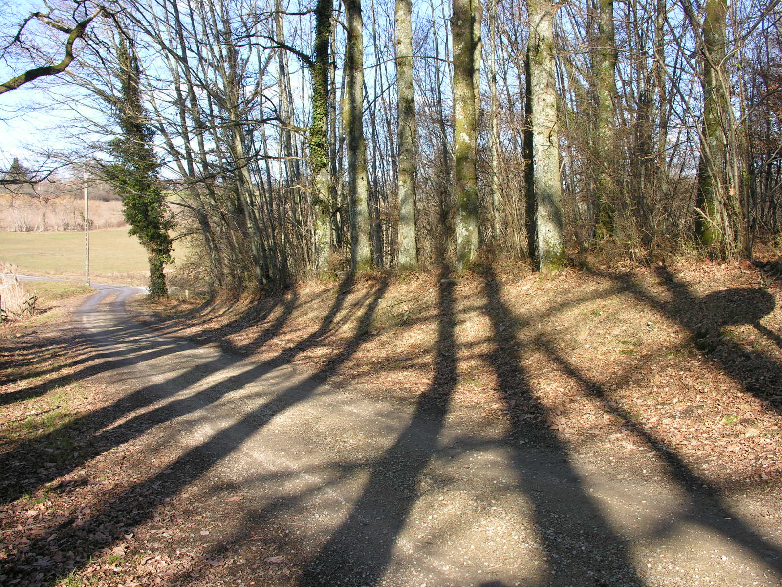 Fonds d'cran Nature Arbres - Forts Ombres