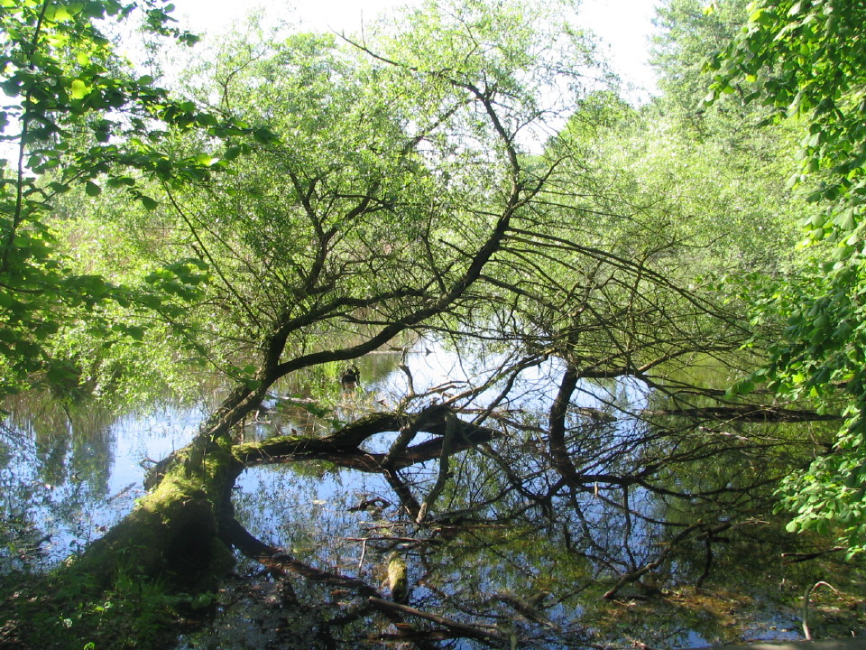 Fonds d'cran Nature Arbres - Forts 