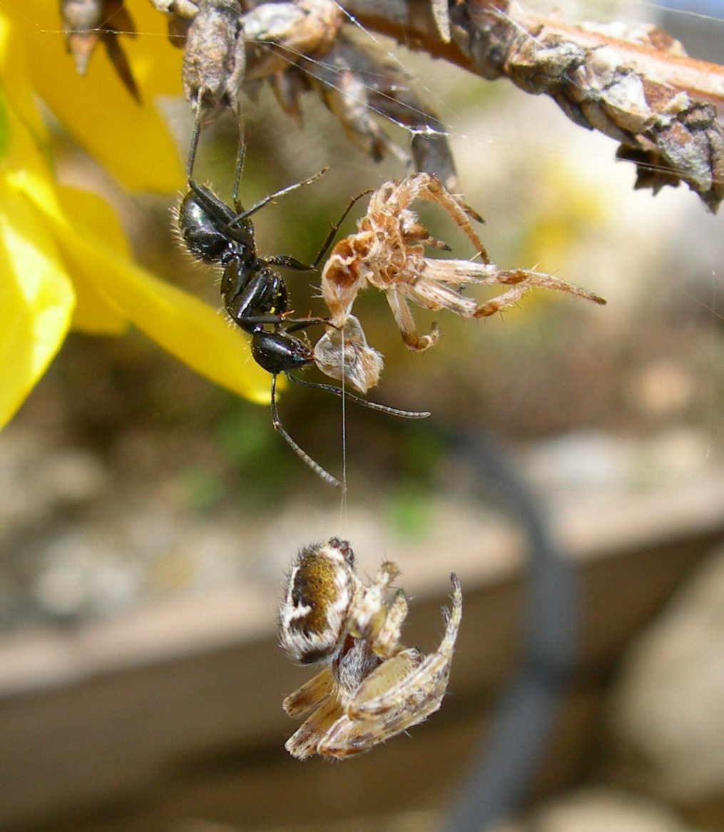 Fonds d'cran Animaux Araignes Araigne avec sa mue et fourmis