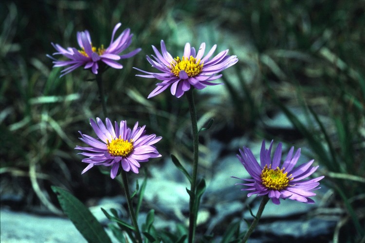 Fonds d'cran Nature Fleurs Flore sauvage