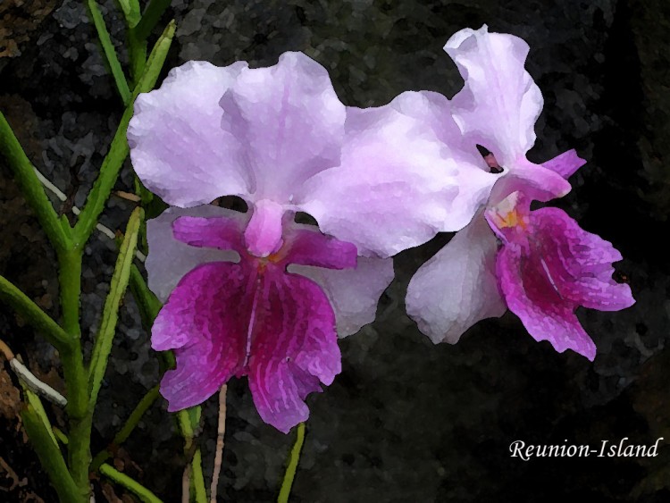 Wallpapers Nature Flowers Orchides