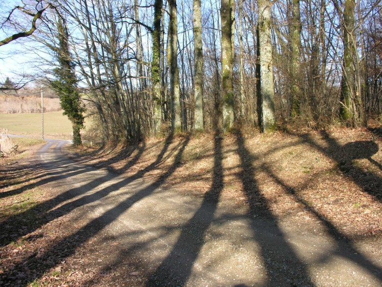 Fonds d'cran Nature Arbres - Forts Ombres