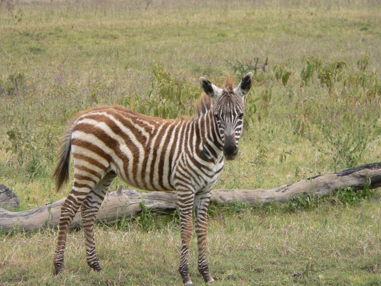 Wallpapers Animals Zebras le bebe en pyjama