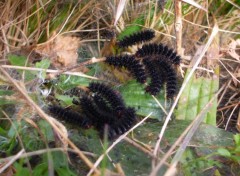 Fonds d'cran Animaux chenilles