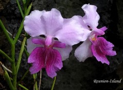 Wallpapers Nature Orchides