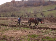 Fonds d'cran Nature Le laboureur