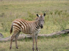 Fonds d'cran Animaux le bebe en pyjama