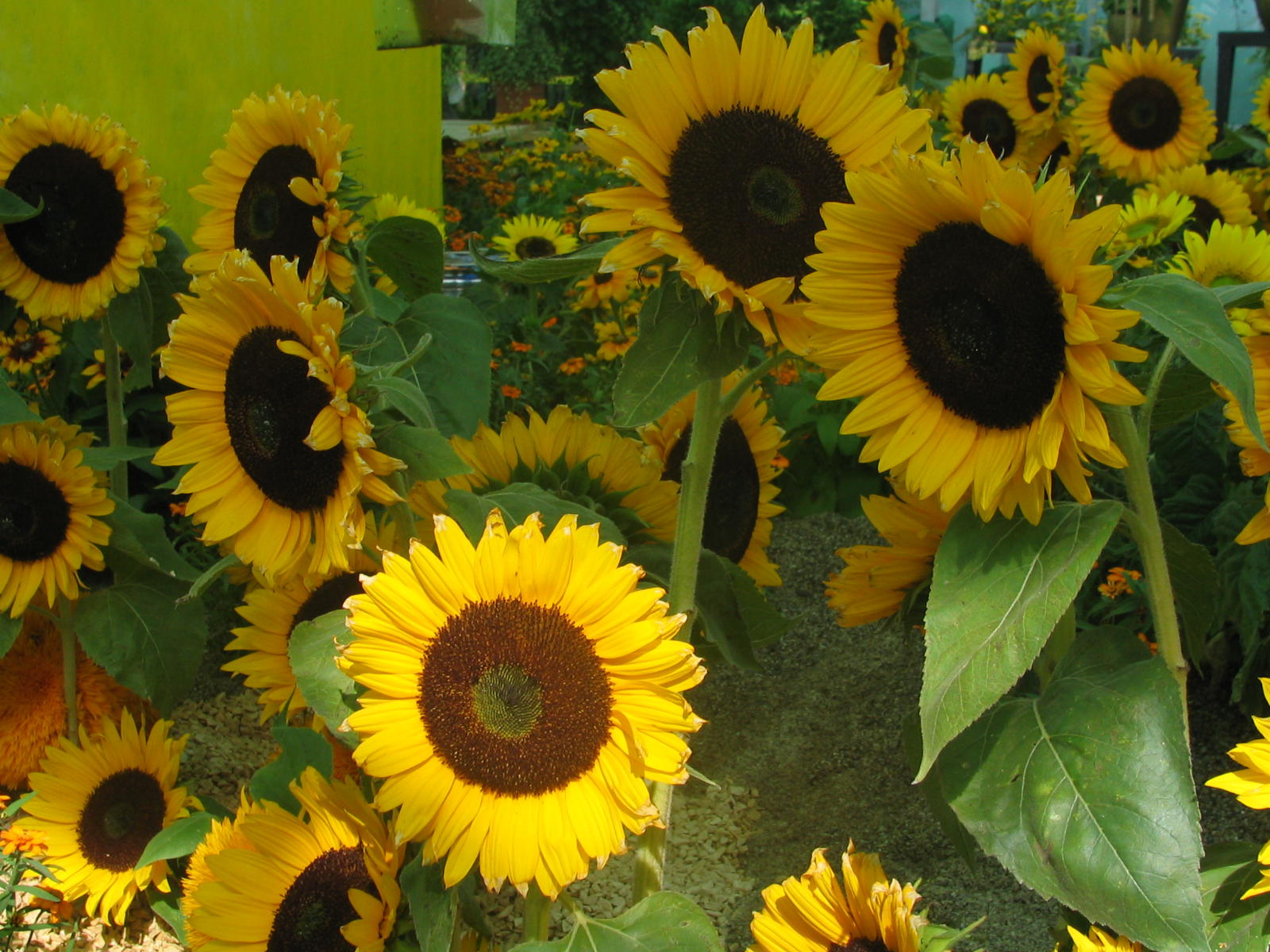 Fonds d'cran Nature Fleurs 