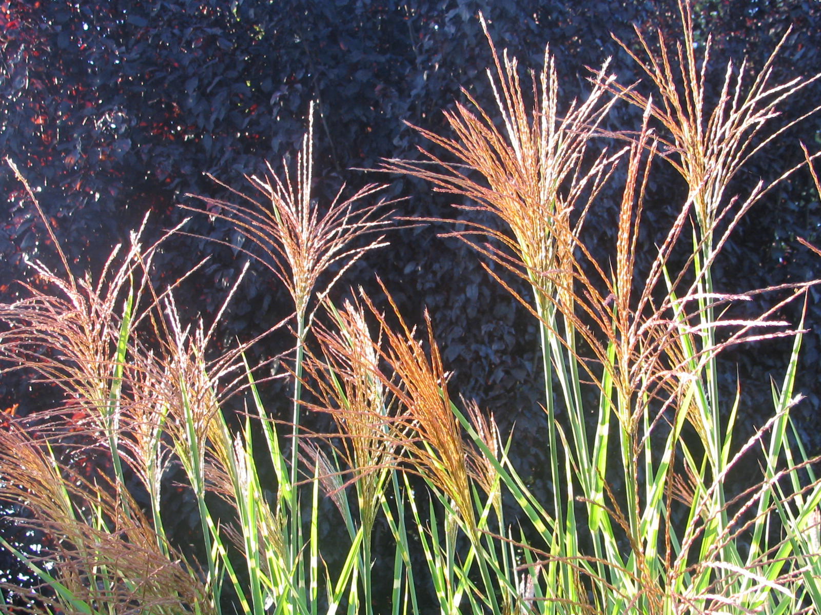 Fonds d'cran Nature Plantes - Arbustes 