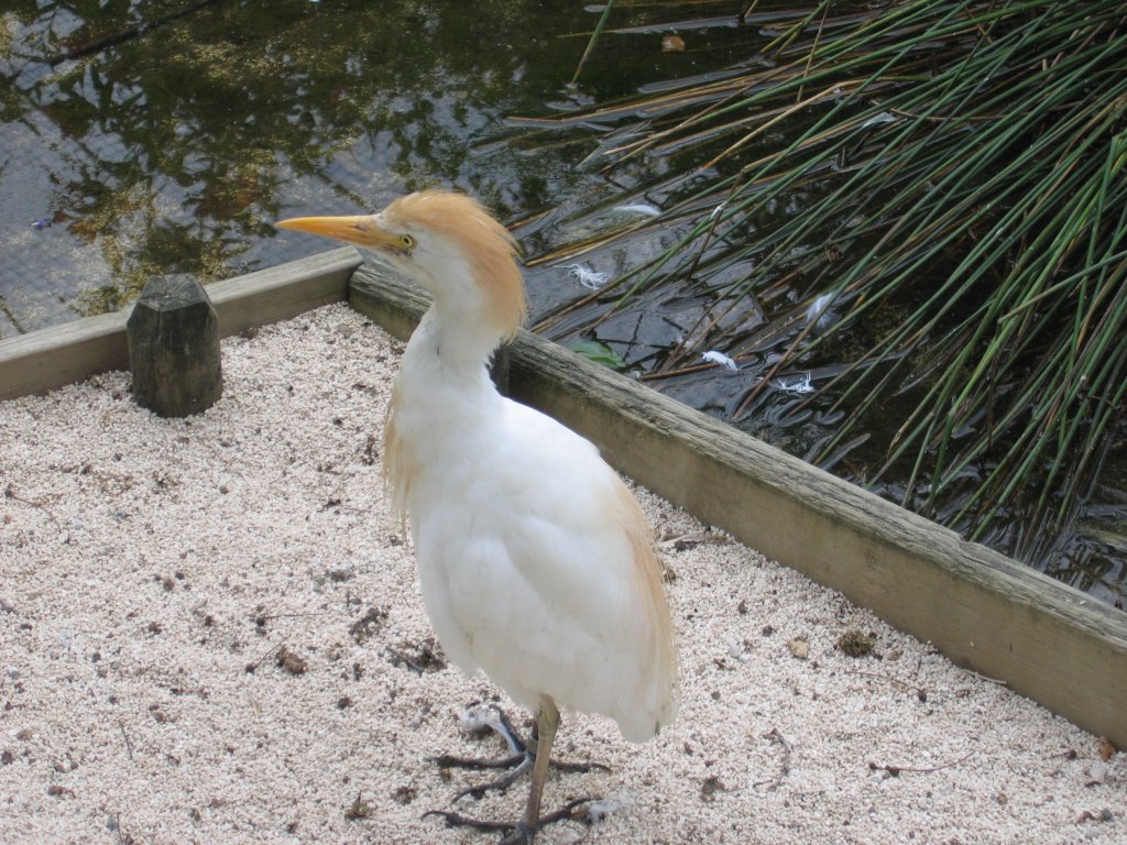 Fonds d'cran Animaux Oiseaux - Divers 