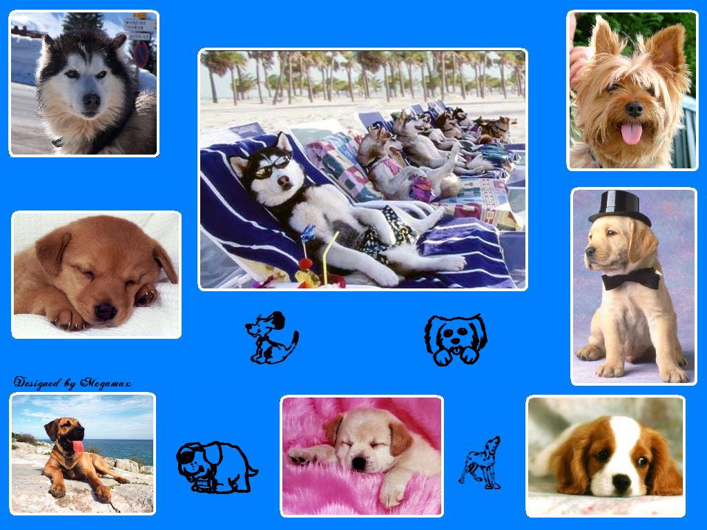 Wallpapers Animals Dogs Pour Nelly