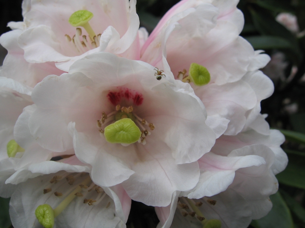 Fonds d'cran Nature Fleurs Rhododendron & petite araigne