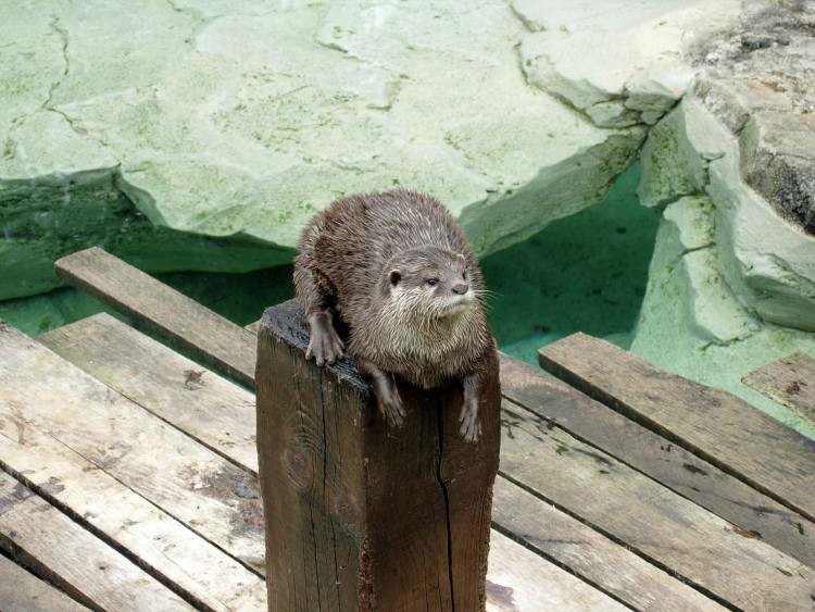 Fonds d'cran Animaux Loutres Loutre